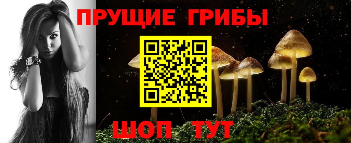 Псилоцибиновые грибы Psilocybe Губкин